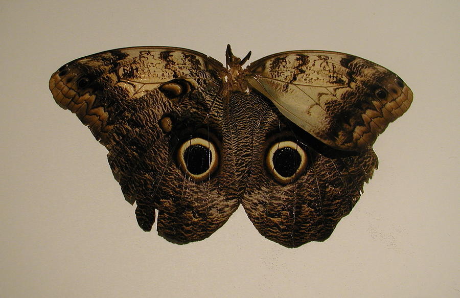 jumbo butterfly pop it