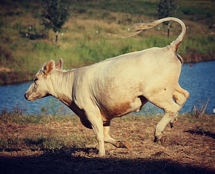 Jumping Cow Photograph by Veronica Ventress