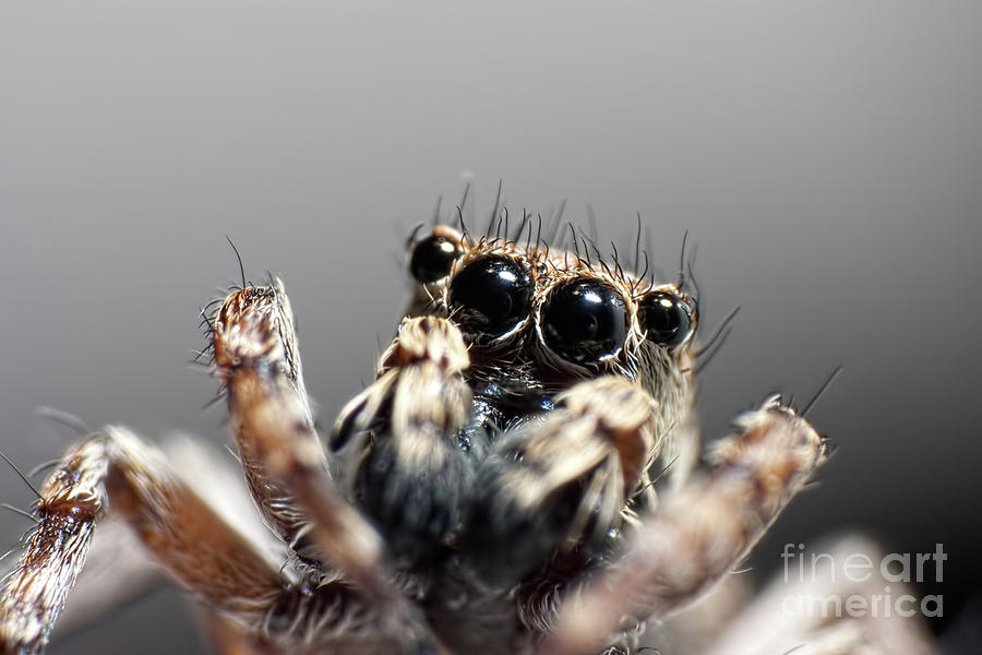 Jumping Spider Photograph by Joerg Lingnau