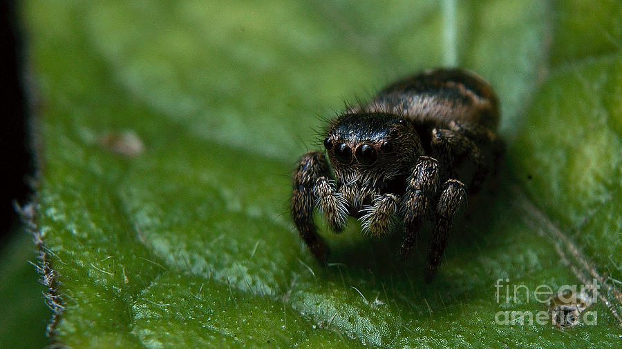 Jumping spider Photograph by Mareko Marciniak