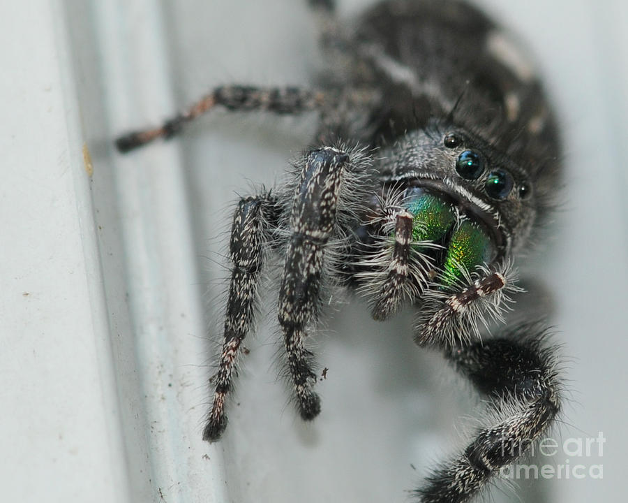 Spider Photograph - Jumping Spider by Paul Ward