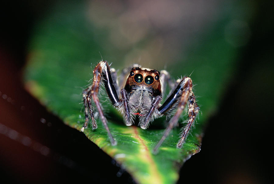 Jumping Spider Plexippus Paykulli Photograph by Gerry Ellis