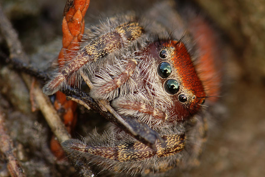 Jumping Spider Portrait Photograph by Daniel Reed