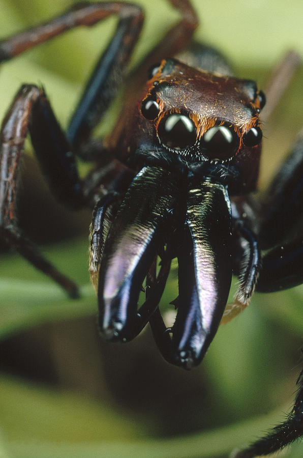 Jumping Spider Portrait, Queensland Photograph by Mark Moffett