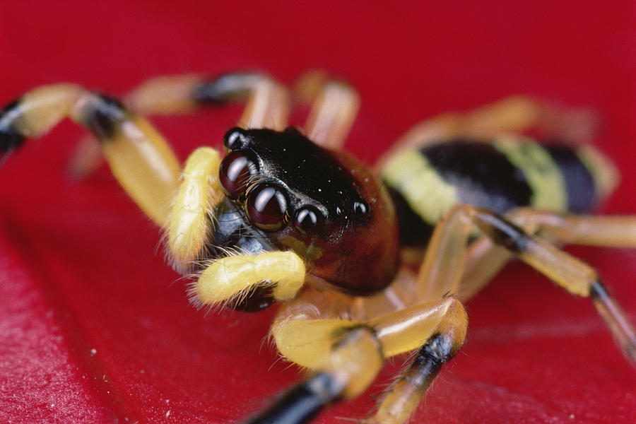 Jumping Spider Portrait, Singapore Photograph by Mark Moffett
