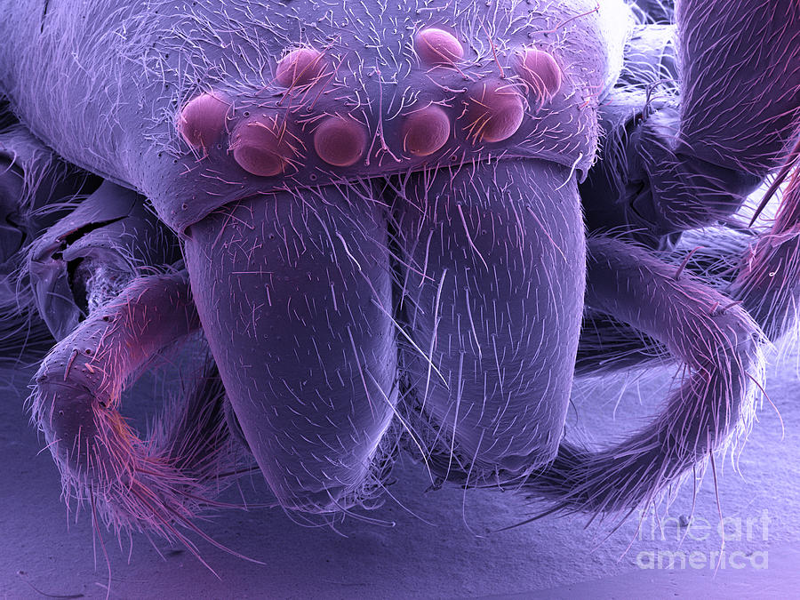 Jumping Spider, Sem Photograph by Ted Kinsman