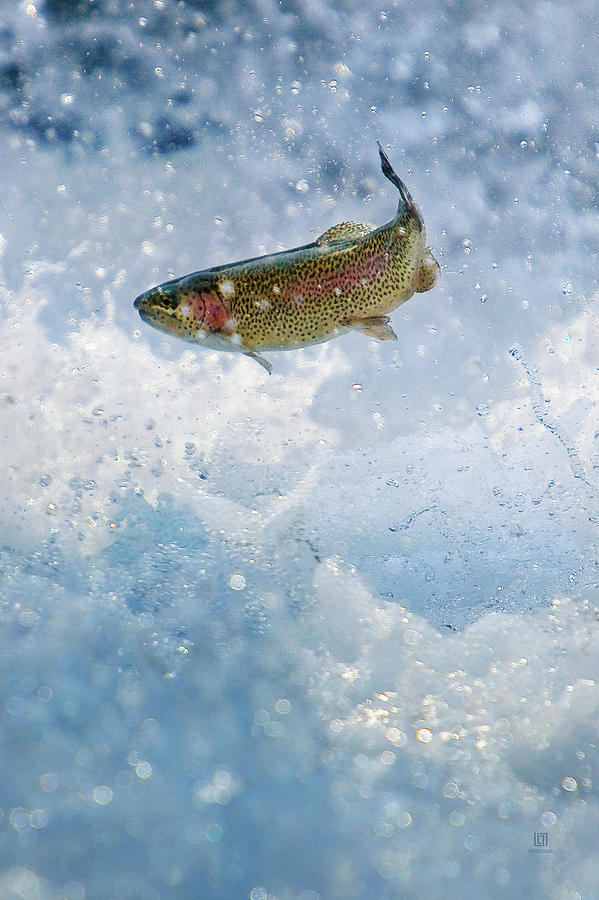 Jumping Trout 1 Photograph by Steven Llorca