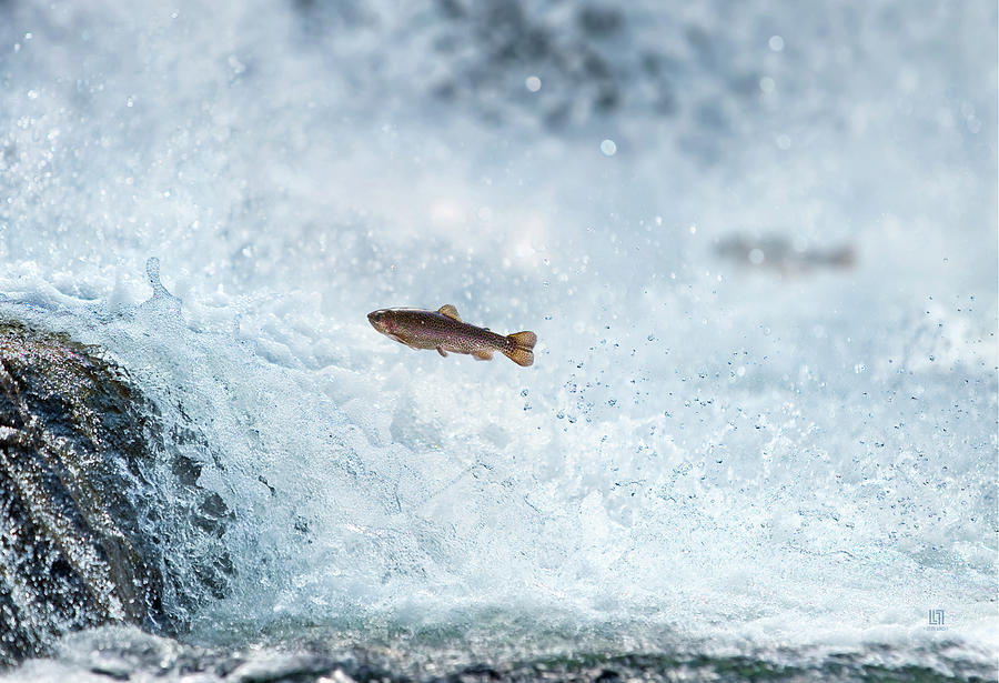 Jumping Trout 2 Photograph by Steven Llorca