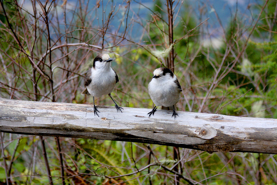 Juncos on a Fence Photograph by Marie Jamieson