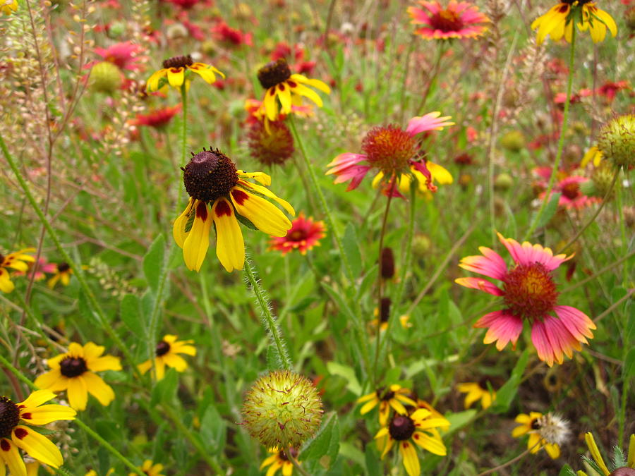 June Wildflowers Photograph by Mike Witte - Fine Art America