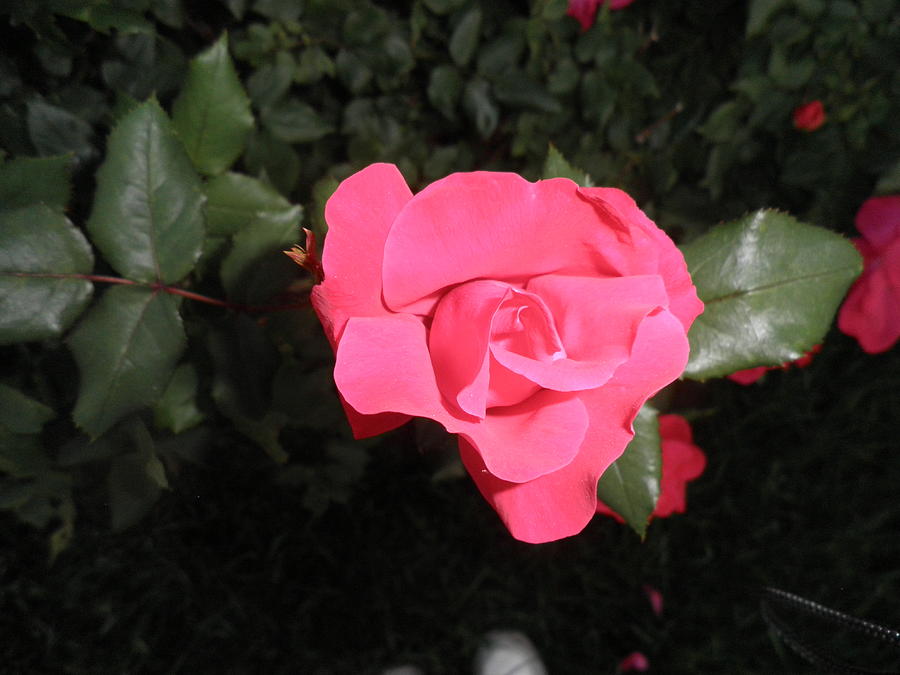 Red Rose Photograph - Junes Rose by Kate Gallagher
