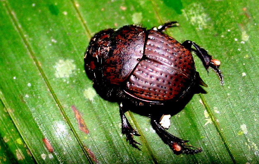 Jungle Beetle Photograph by Laurel Talabere - Pixels