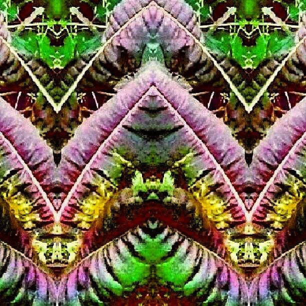 Abstract Photograph - Jungle Ceremonial Dancers, Or Showgirls by Marianne Dow