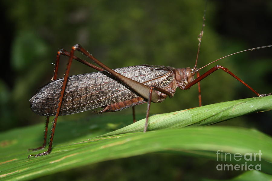 Jungle Cricket Photograph by Fabian Romero Davila Fine Art America