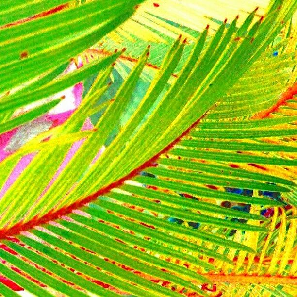 Abstract Photograph - Jungle Fronds #abstract #android by Marianne Dow