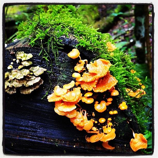 O Photograph - Jungle Fungi #oreillys - 31/01/2012 by Tony Keim