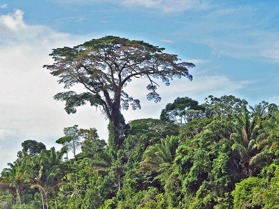Giant Jungle NéoNoé Caramel $2500 Base length: 10.25 in Height