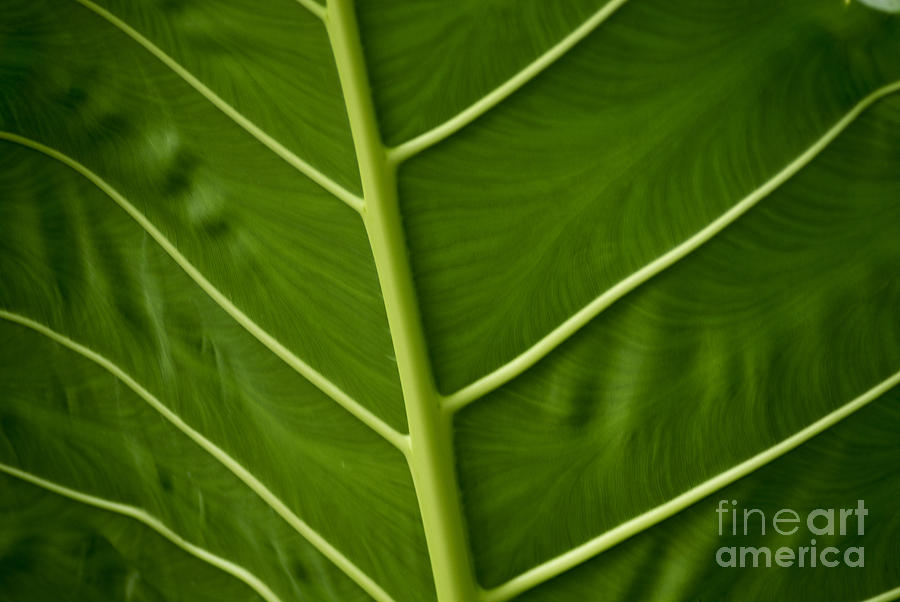 Jungle Leaf Photograph by Blake Webster