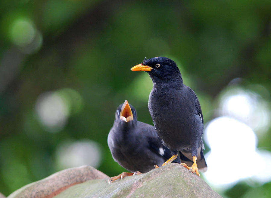 Jungle Myna Photograph by Perry Van Munster