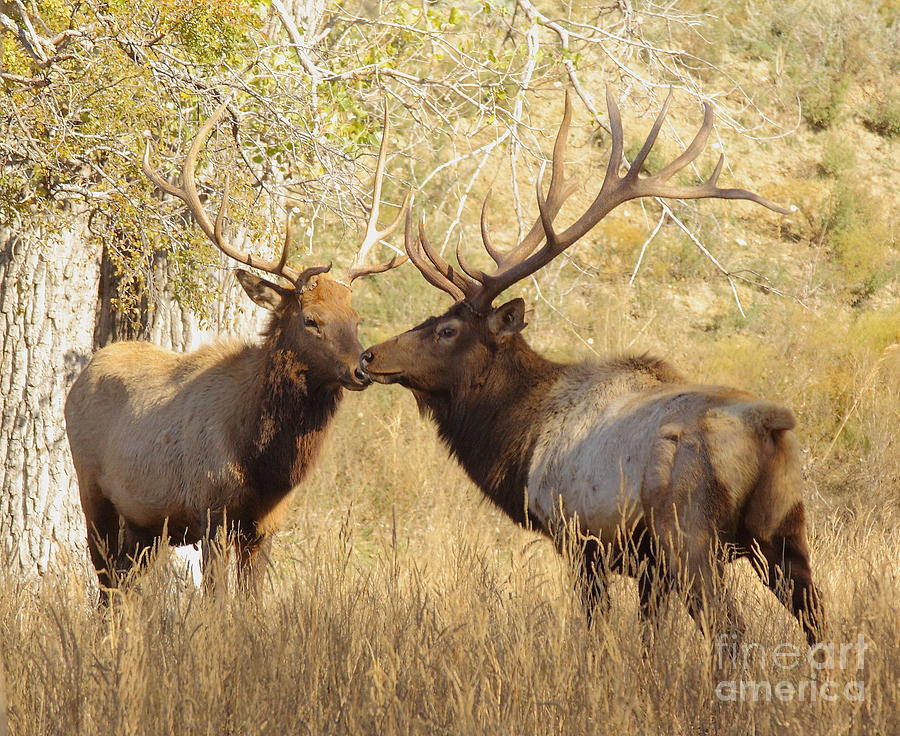 Junior Meets Bull Elk Photograph by Robert Frederick