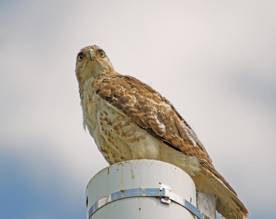Junior Red Tailed Hawk Photograph by Josef Pittner