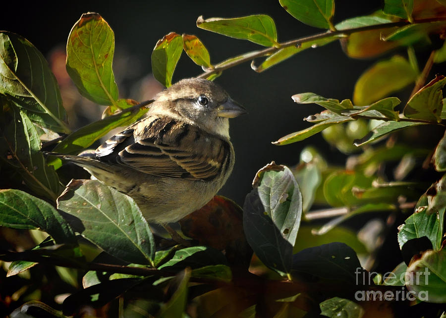 Junior Sparrow Photograph by Nava Thompson