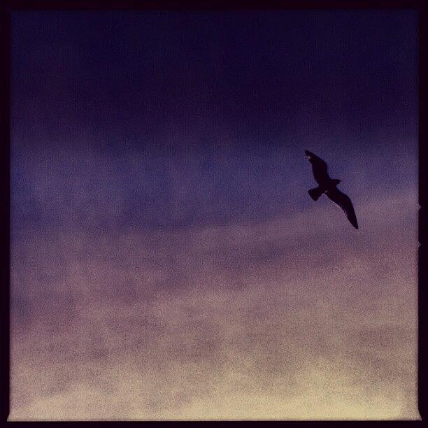 Bird Photograph - Just A #bird ... #sky #purple by Linandara Linandara