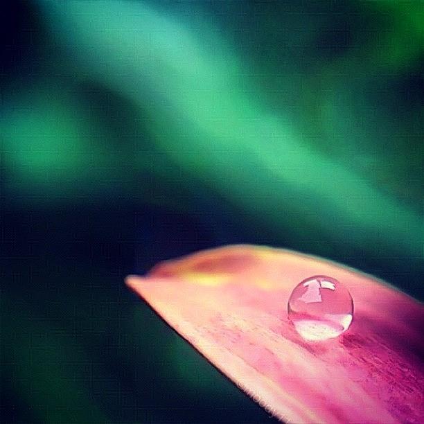 Just A Drop For The #macro_power_hour Photograph by Rebekah Moody