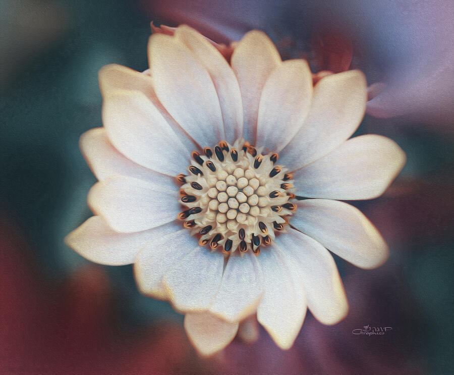 Just a Flower Photograph by Jutta Maria Pusl