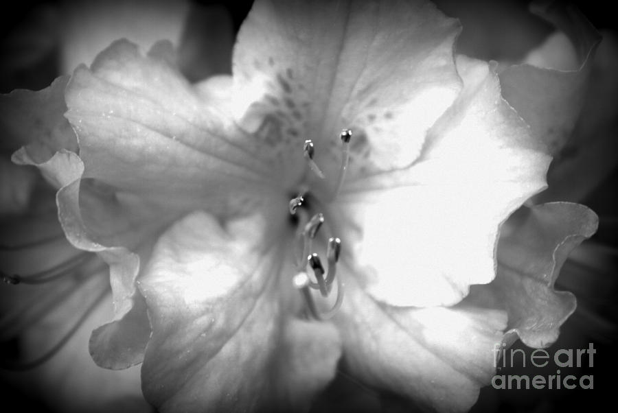 Black And White Photograph - Just A Flower by LillyAnn Venturino