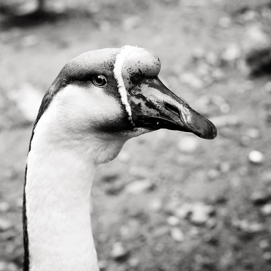 Just a goose Photograph by Laura Melis