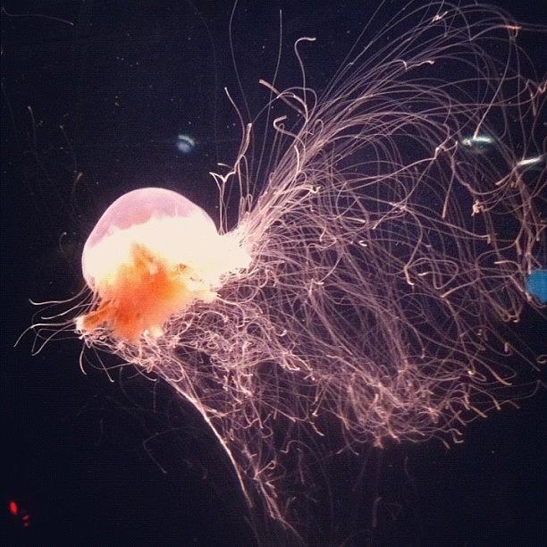 Sealife Photograph - Just A Jellyfish...safe Behind Glass At by Vicki Damato