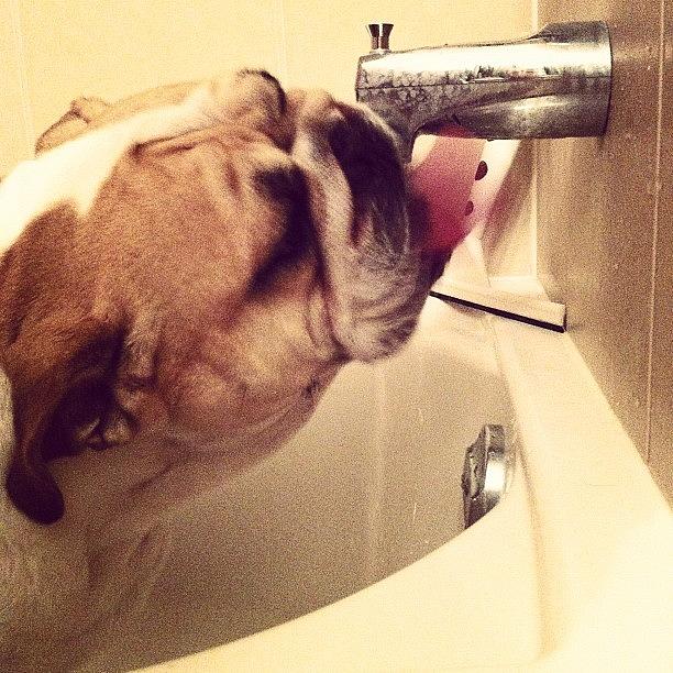 Bulldog Photograph - Just A Little Bedtime Drink Of Water by Marc Plouffe