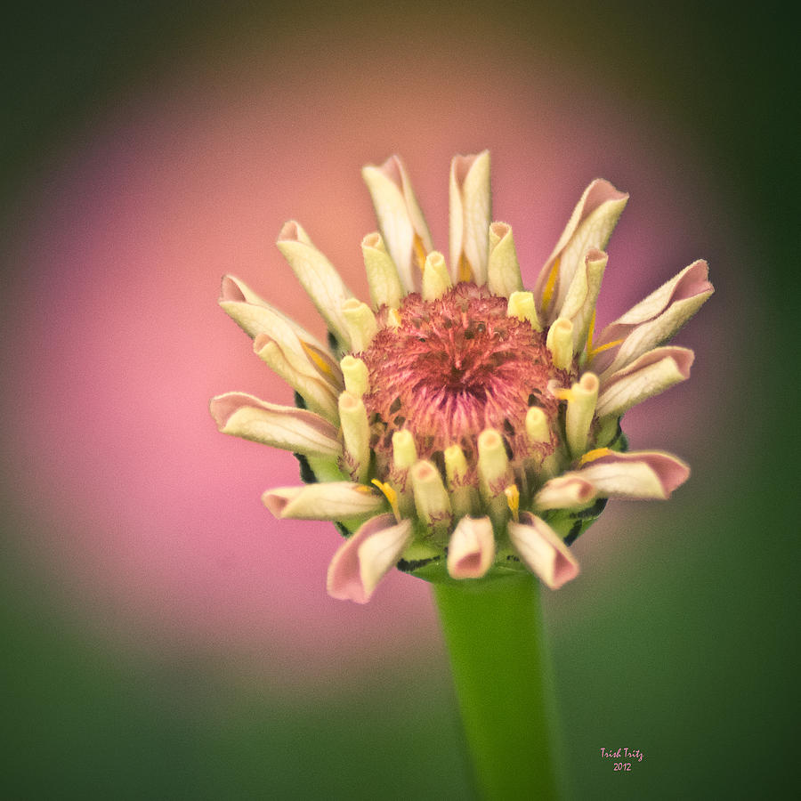 Flower Photograph - Just A Little Pink  by Trish Tritz