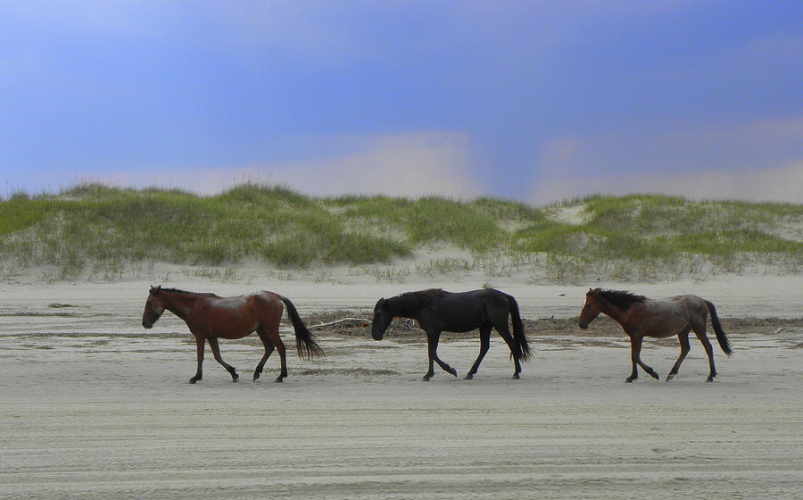 Just A Little Stroll After A Roll In The Sand Photograph by Kim Galluzzo