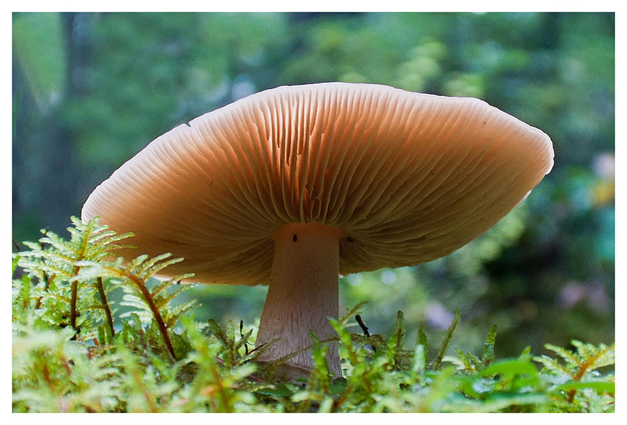 Just a Mushroom Photograph by Geraldine Alexander
