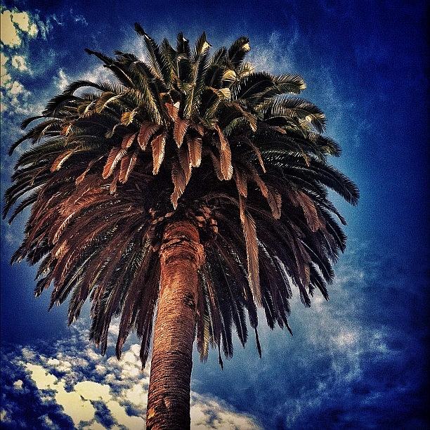 Nature Photograph - Just A Palm Tree. Move Along! #nature by Loghan Call