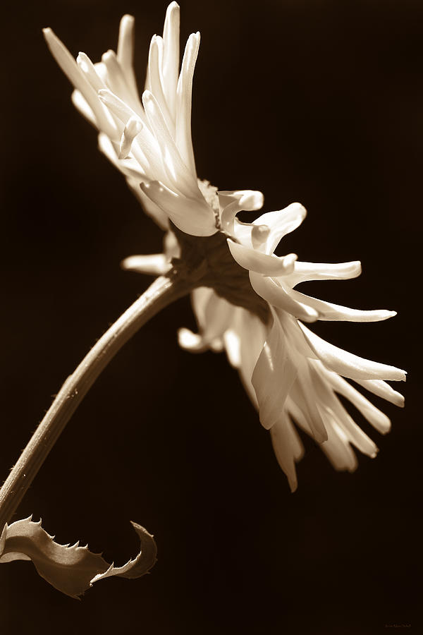 Just a Shasta Daisy Flower Sepia Photograph by Jennie Marie Schell