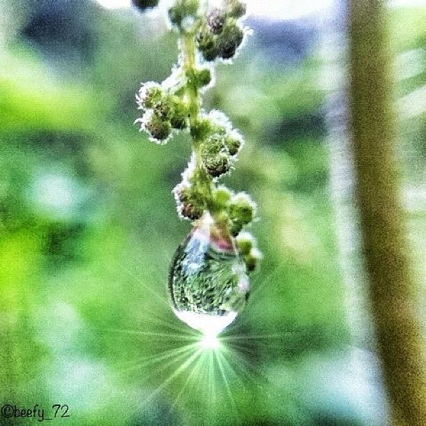 Beautiful Photograph - Just A Single Drop Of Rain......if by Paul Burger