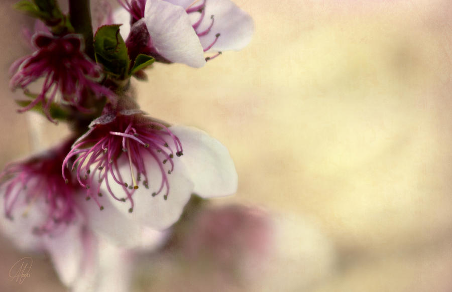 Just a Small Blossom Digital Art by Margaret Hormann Bfa