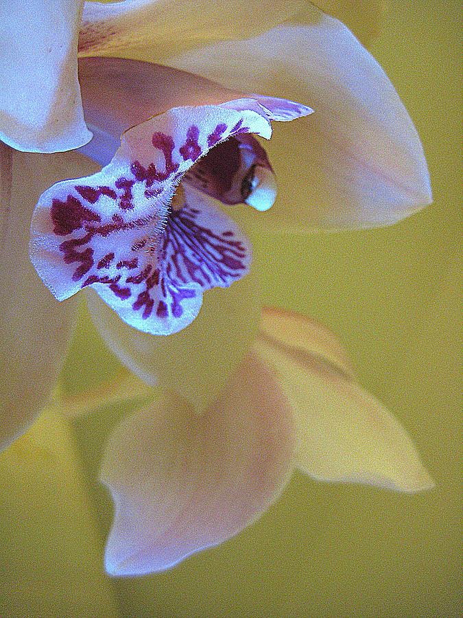 Orchid Photograph - Just Being Here by Shirley Sirois