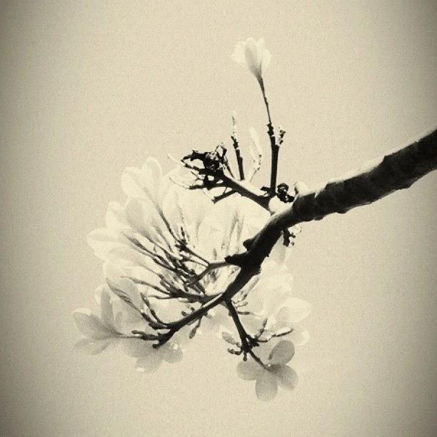 Flowers Still Life Photograph - Just Black & White ..hitam Putih by R Ra