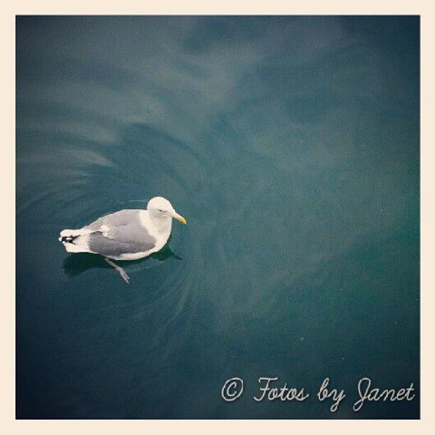 Feather Photograph - Just Floating #bird #birds #water by Janet Ortiz