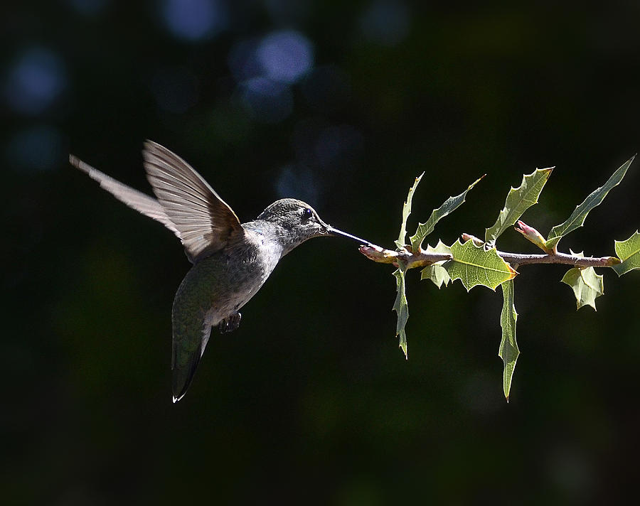 Hummingbird Photograph - Just Flutter by Saija Lehtonen