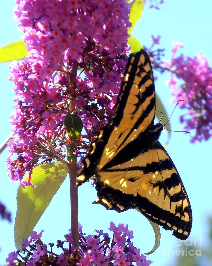Butterfly Photograph - Just Fluttering By by Pamela Ren Butterfly Photograph - Just Fluttering By by Pamela Ren