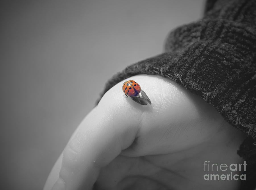 Ladybug Photograph - Just for a moment by Aimelle Ml