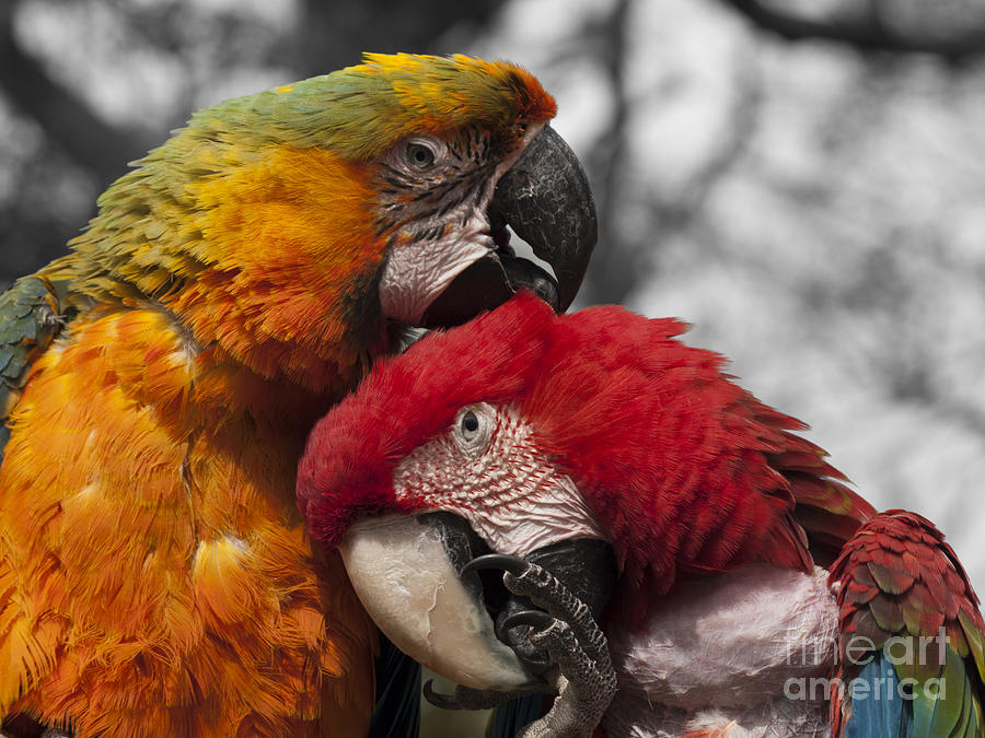 Parrot Photograph - Just good friends by Steev Stamford
