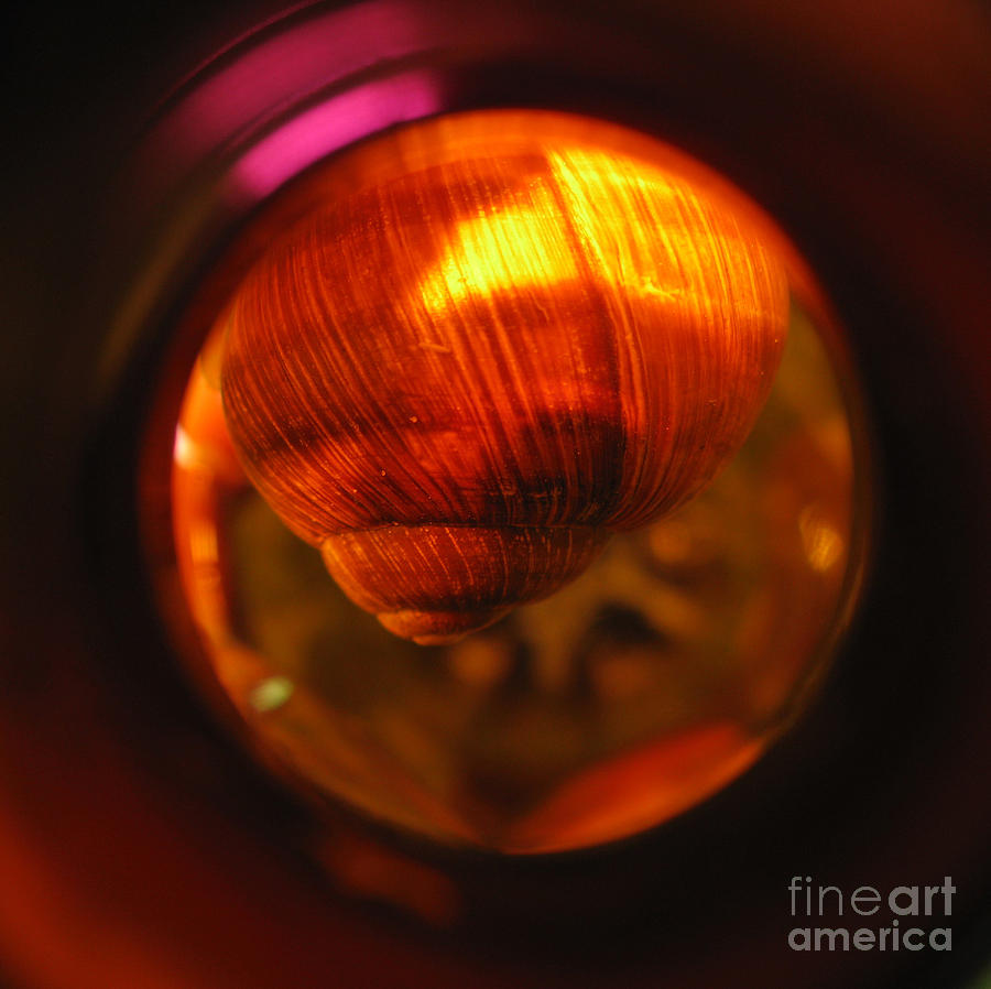 Abstract Photograph - Just Hanging in There. Square Format. by Ausra Huntington nee Paulauskaite