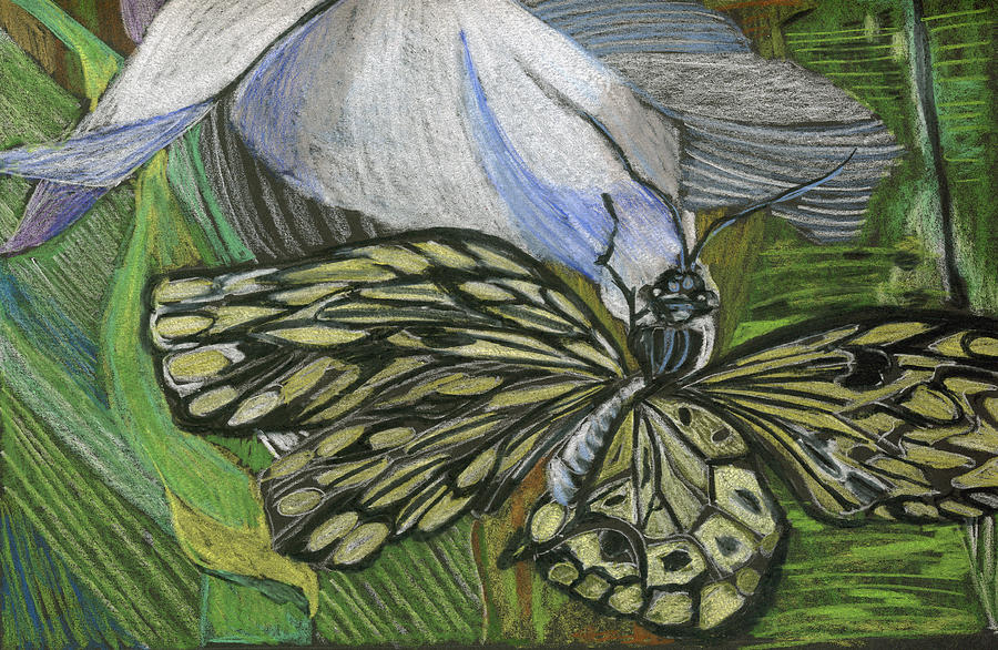 Butterfly Drawing - Just Hanging Out by Mindy Newman