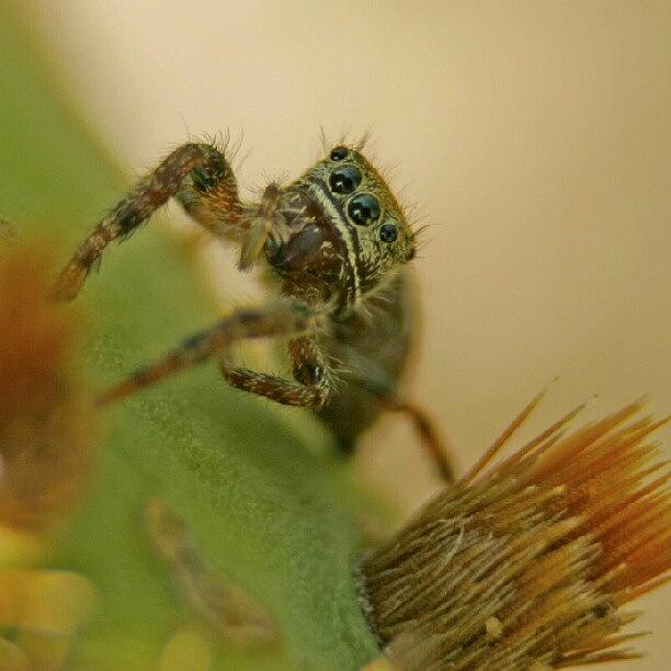 Just Hanging Out On A Cactus. No Big Photograph by Nate Doran